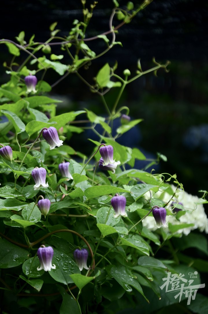 DSC_2688 2.jpg