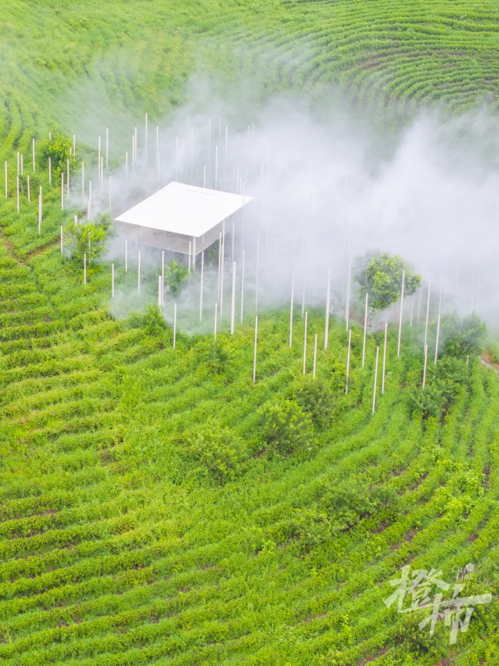 望山茶亭DJI_20240711112126_0446_D.jpg