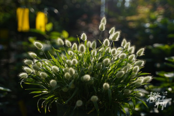 DSC07740.JPG