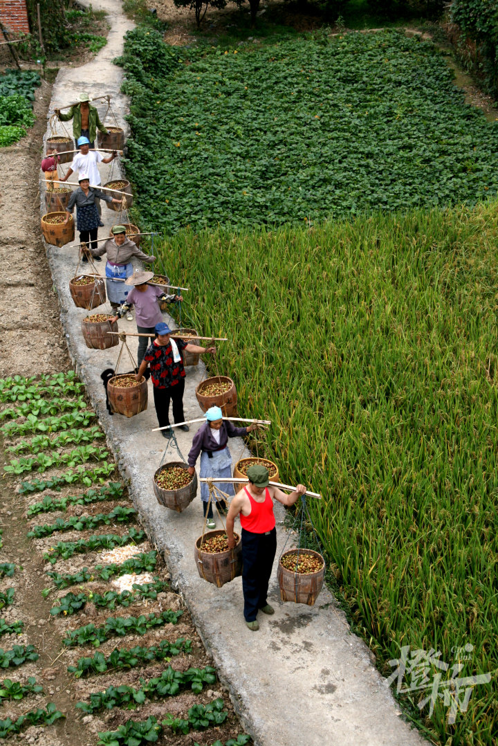 挑油茶果.JPG