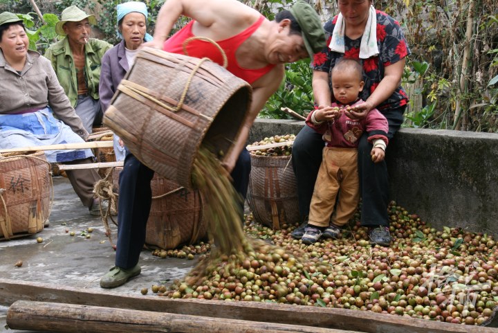 晒油茶果.JPG