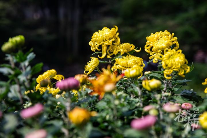 241029czq40 杭州植物园，2024第四届长三角菊花精品展暨杭州第十届菊花艺术展。 记者 陈中秋 摄_调整大小.jpg