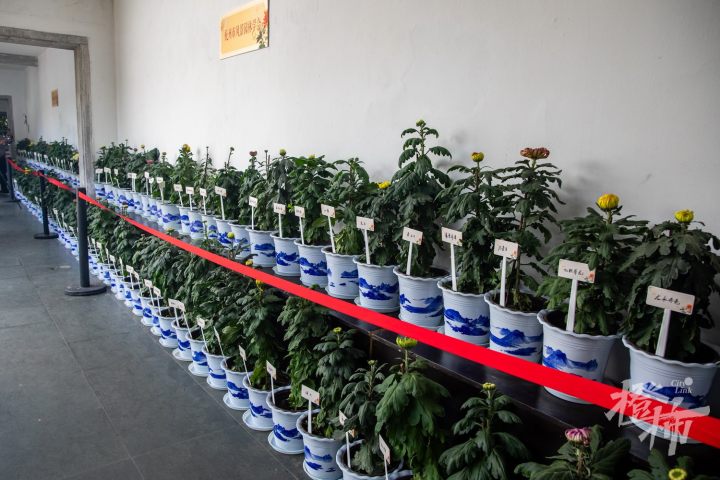 241029czq42 杭州植物园，2024第四届长三角菊花精品展暨杭州第十届菊花艺术展。 记者 陈中秋 摄_调整大小.jpg