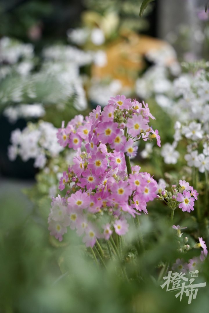 DSC03167.jpg