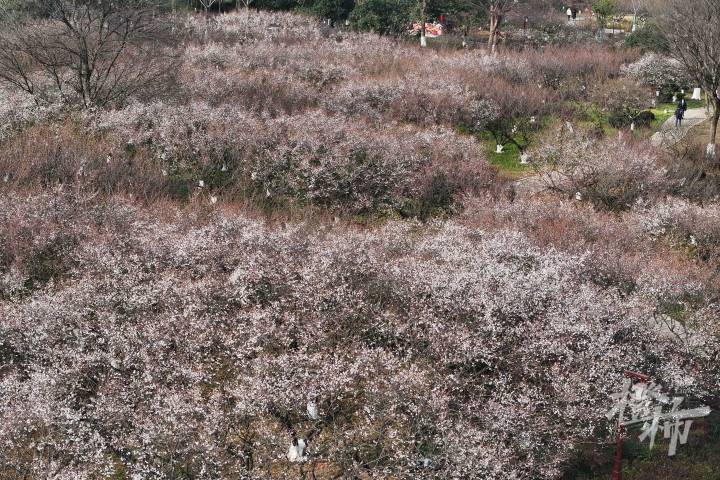DJI_20250201112315_0029_D.JPG