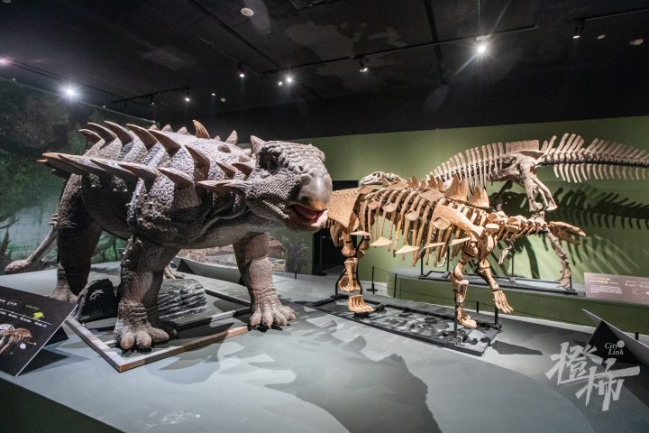 250310czq07 遇见博物馆・杭州馆，“中华恐龙王国实录”恐龙化石特展。 记者 陈中秋 摄影_调整大小.jpg