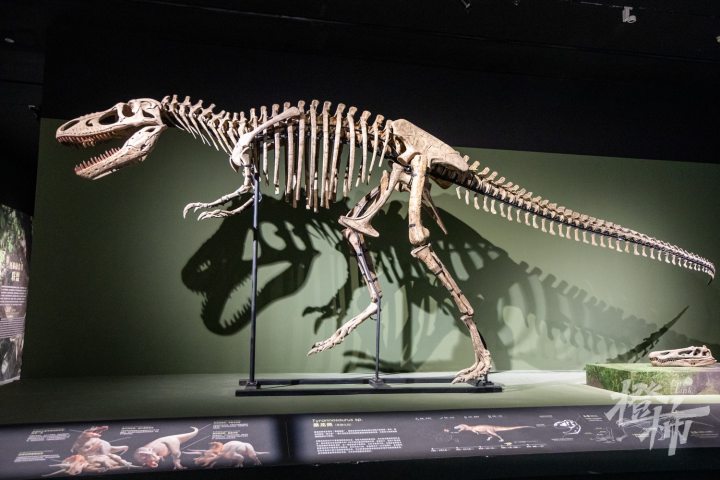 250310czq08 遇见博物馆・杭州馆，“中华恐龙王国实录”恐龙化石特展。 记者 陈中秋 摄影_调整大小.jpg