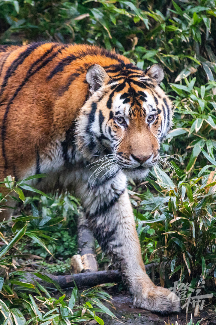 橙柿視覺丨動物園裡拍石虎,虎跑山下取山泉,武林門本該叫虎林門