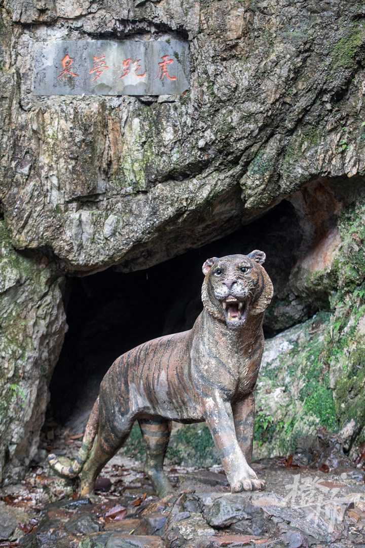 220201czq23 虎跑公园,虎跑梦泉,老虎雕塑吸引众人合影.