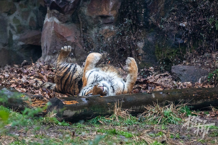 220201czq15 杭州动物园虎山,东北虎. 记者 陈中秋 摄.jpg