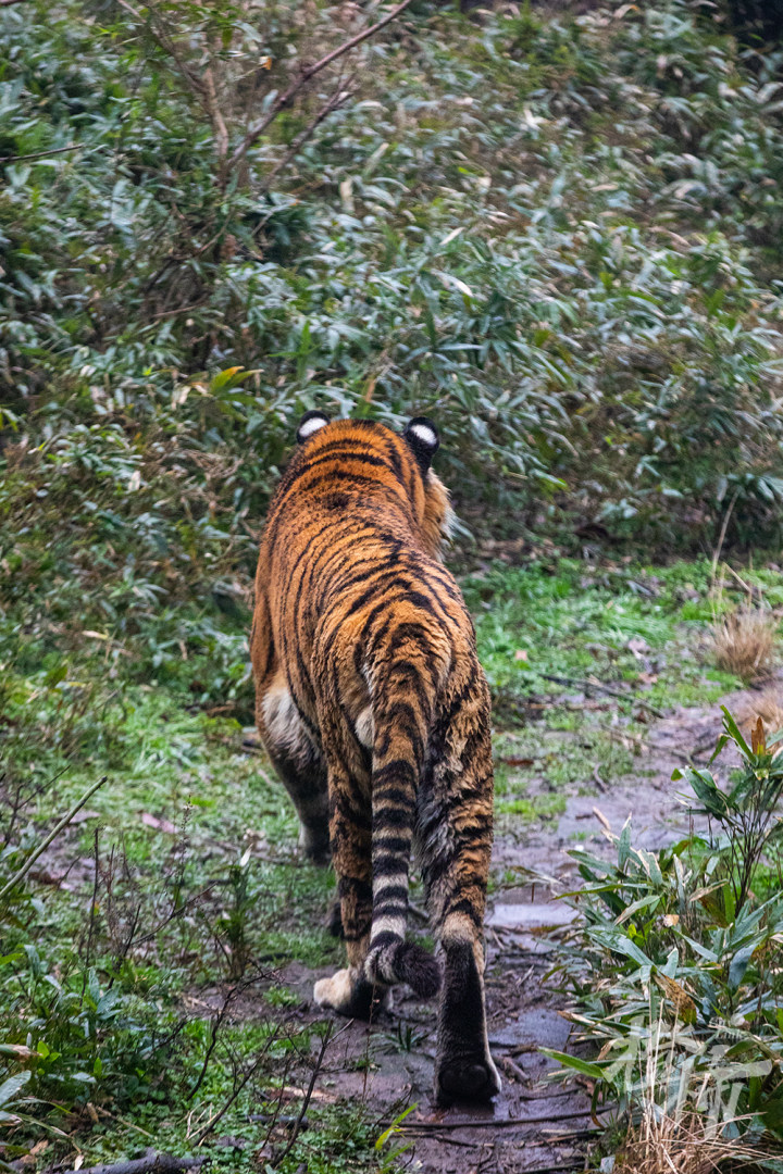 橙柿視覺丨動物園裡拍石虎,虎跑山下取山泉,武林門本該叫虎林門