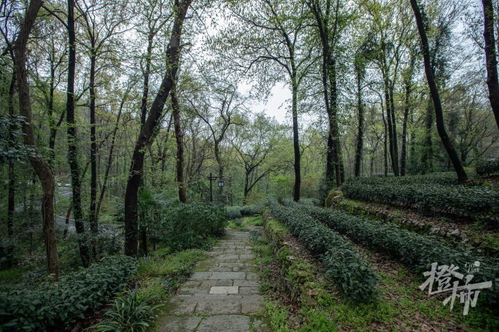 一下,风篁岭龙井八景这里的,叫问茶古道;老龙井御茶园里的,叫乾隆御道