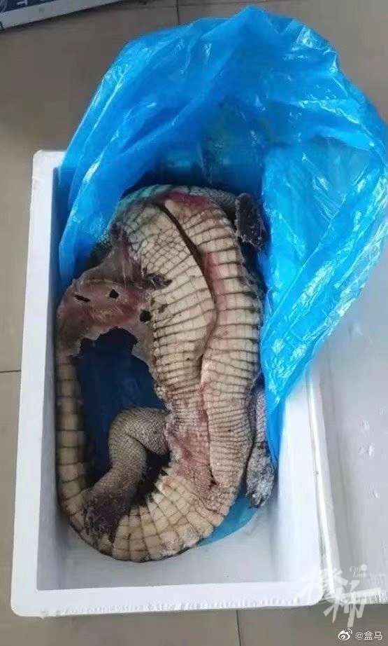 在售的鳄鱼为冷冻品,发货前均经过去内脏处理,正常情况下不存在冬眠