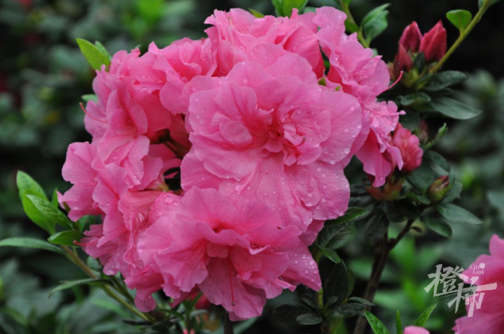 紫的黄的白的上城区这个公园有一场杜鹃花展50余个新优品种