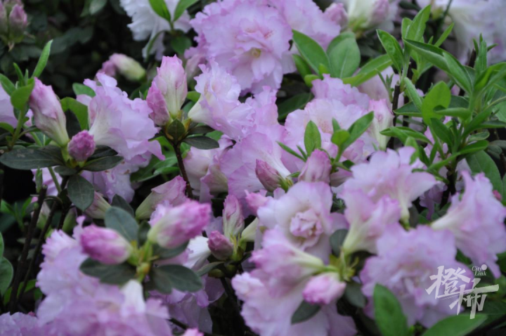 紫的,黄的,白的……上城区这个公园有一场杜鹃花展,50余个新优品种