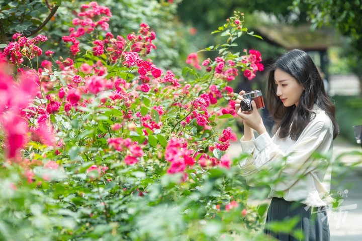 220518czq12 杭州花圃，游客在蔷薇花前拍照。 记者 陈中秋 摄_调整大小.jpg