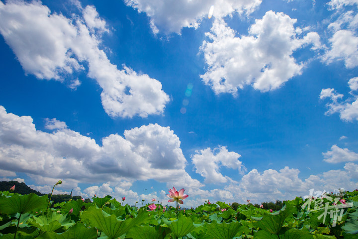 杭州discovery丨关于杭州的荷花,有多少我们不知道的故事?