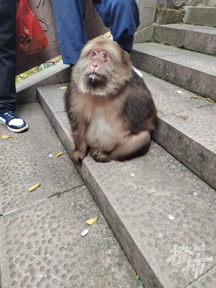 这个事情是怎么回事这是关于宁波的一个独臂猴的新闻,有一个猴子在