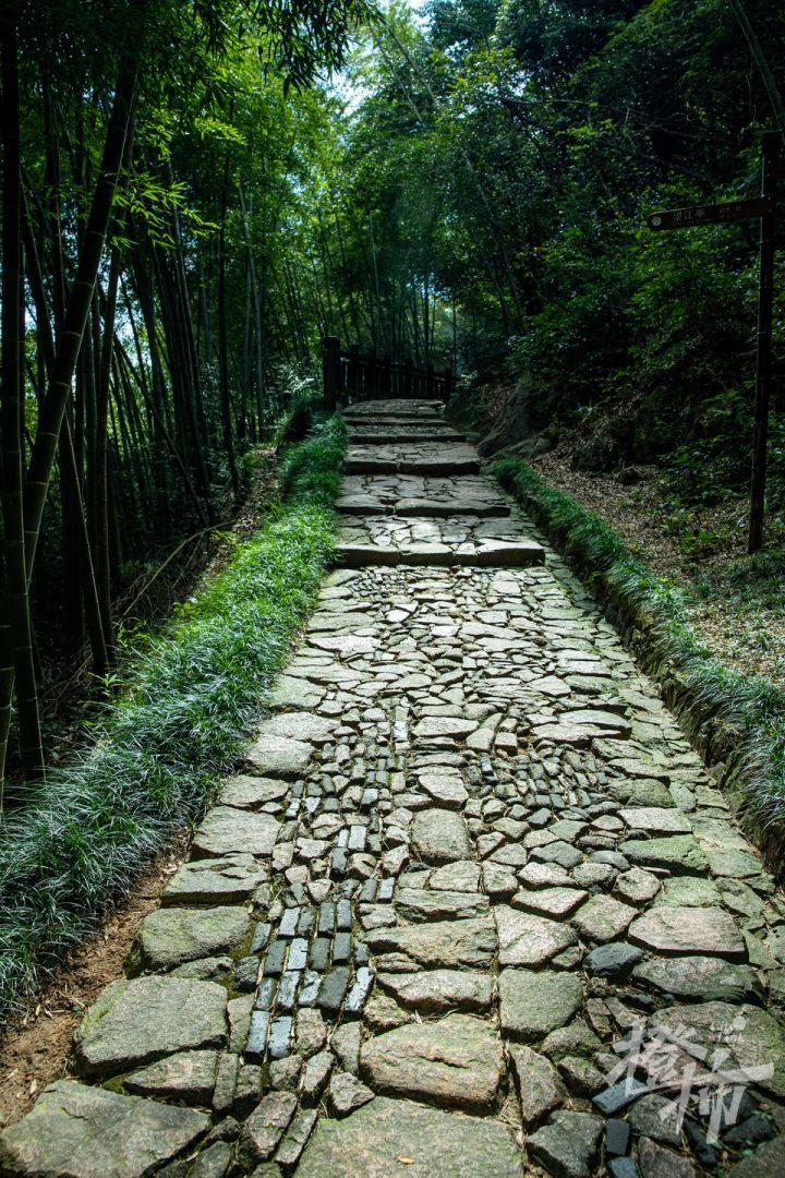 左手竹林,右手茶田,杭州这条存在了上千年的隐秘古道真的值得走一次