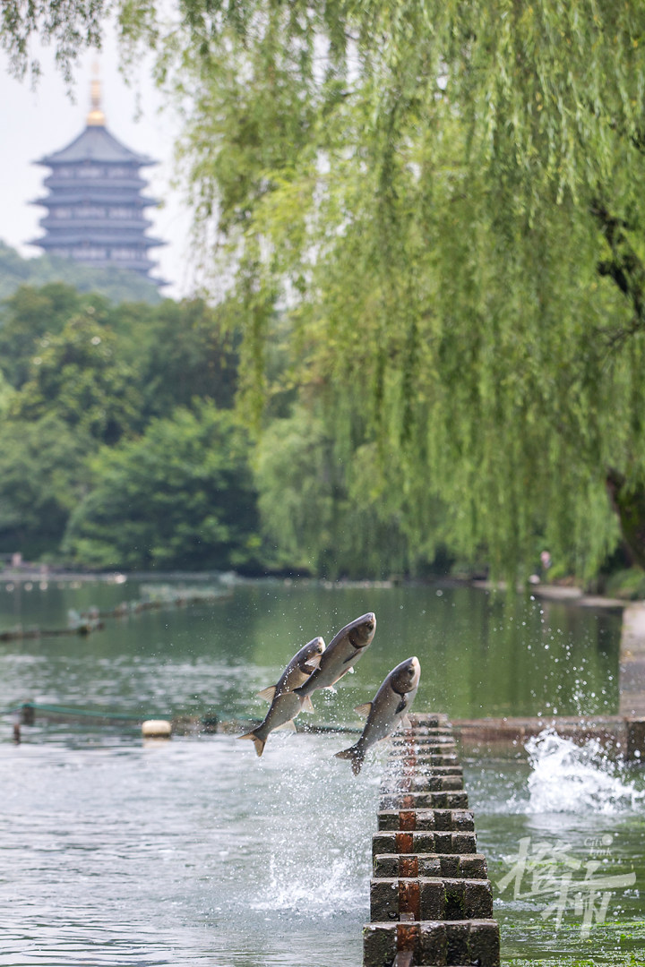 190626czq01 西湖小南湖入水口,一条条白鲢跃出水面,翻入闸口,上演"