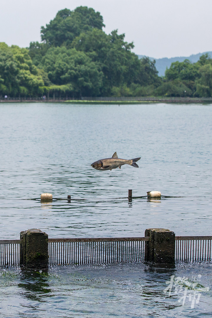 190626czq07 西湖小南湖入水口,一条条白鲢跃出水面,翻入闸口,上演"