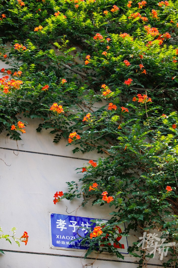 一面花墙和爱情有关,一面花墙鲜艳了一条小巷.