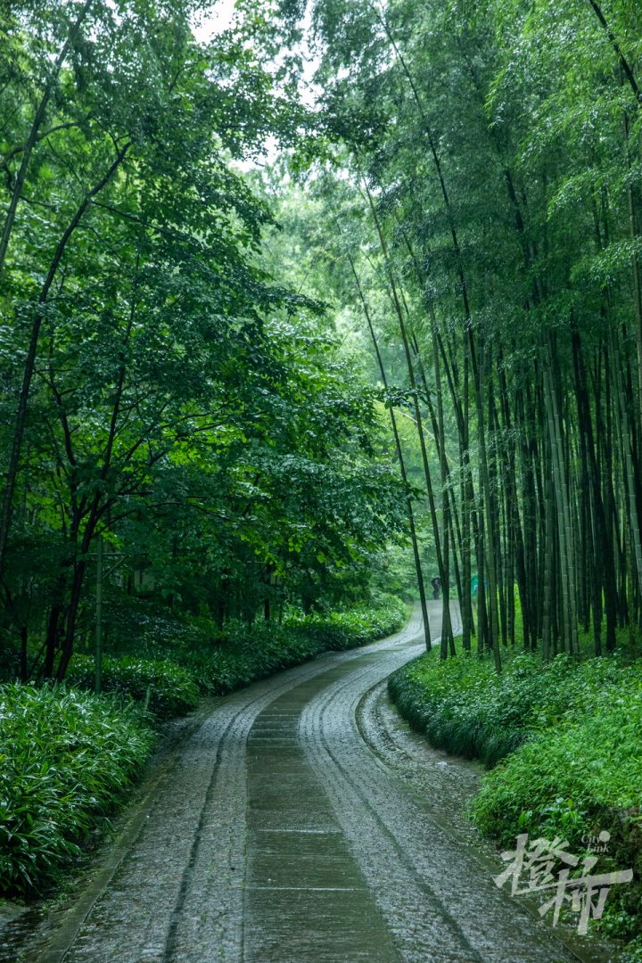避暑胜地云栖竹径,一座天然的古树名木博物馆