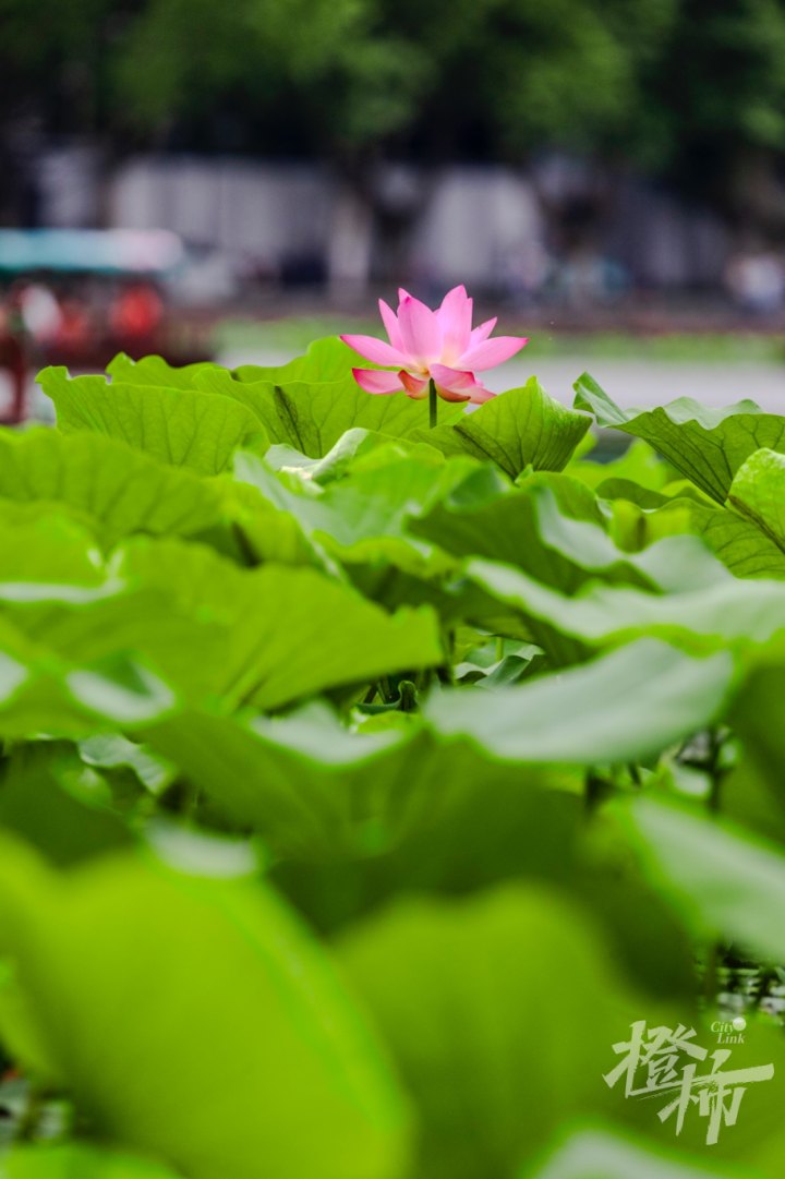 荷花GE5A0421.jpg