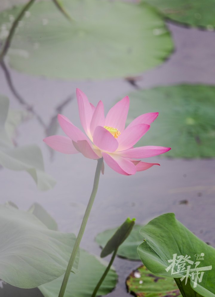 荷花GE5A0330.jpg