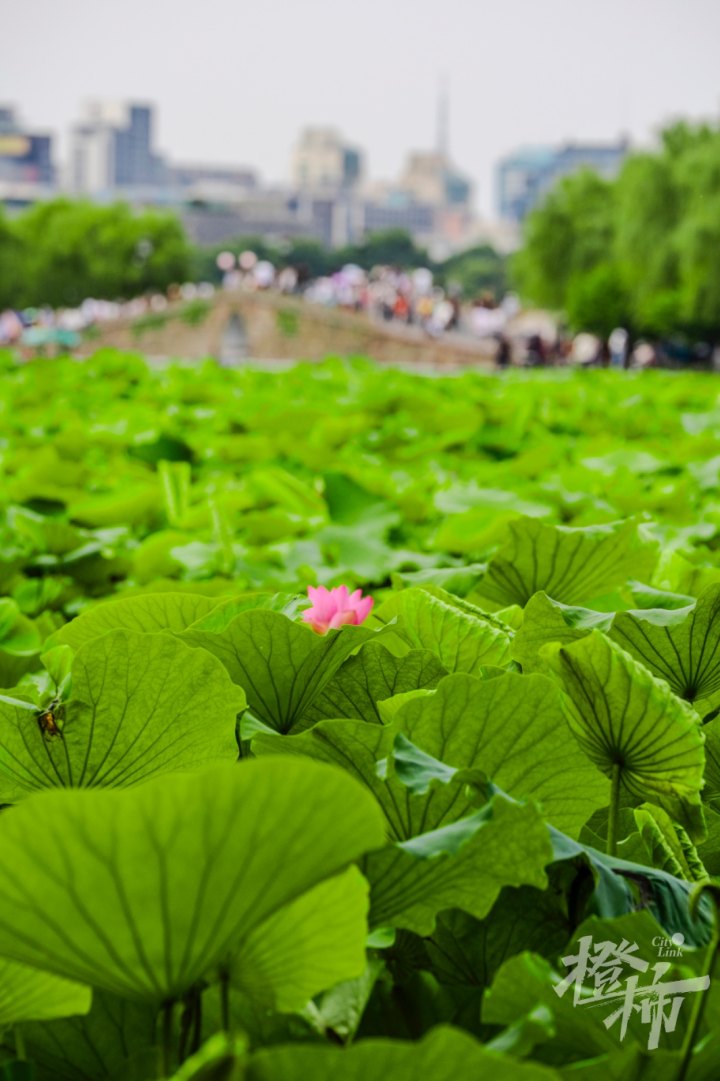 荷花GE5A0371.jpg