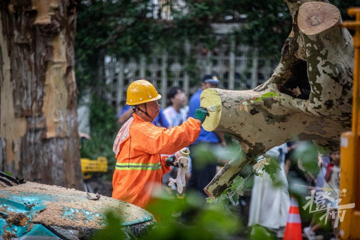 240815czq05 北山街孤山路口，一棵梧桐树倒下砸中两辆出租车，园林养护工人正在抢险。 记者 陈中秋 摄_调整大小.jpg