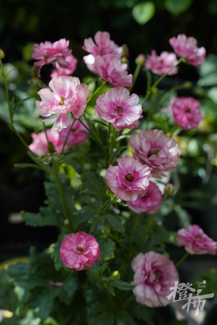 DSC07215.JPG
