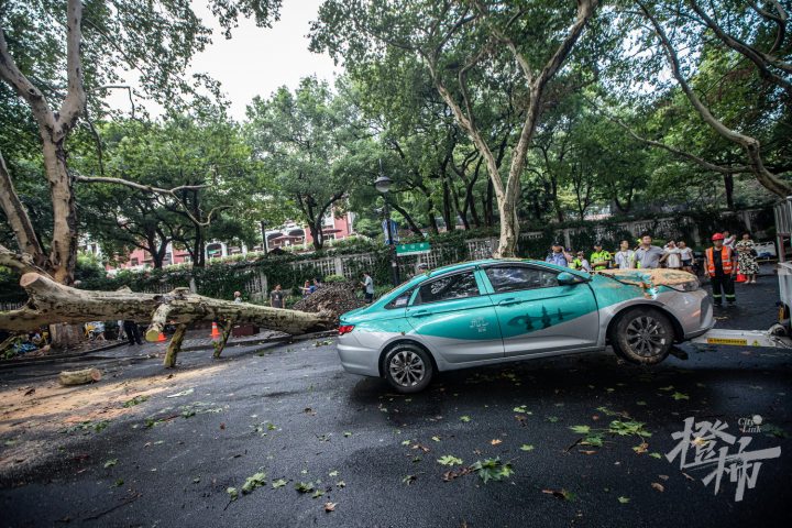 240815czq06 北山街孤山路口，一棵梧桐树倒下砸中两辆出租车，园林养护工人正在抢险。 记者 陈中秋 摄_调整大小.jpg
