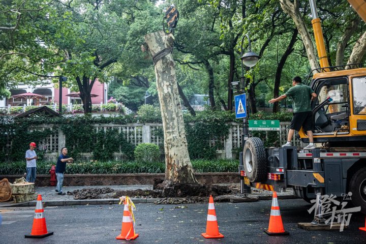 240815czq09 北山街孤山路口，一棵梧桐树倒下砸中两辆出租车，园林养护工人正在抢险。 记者 陈中秋 摄_调整大小.jpg