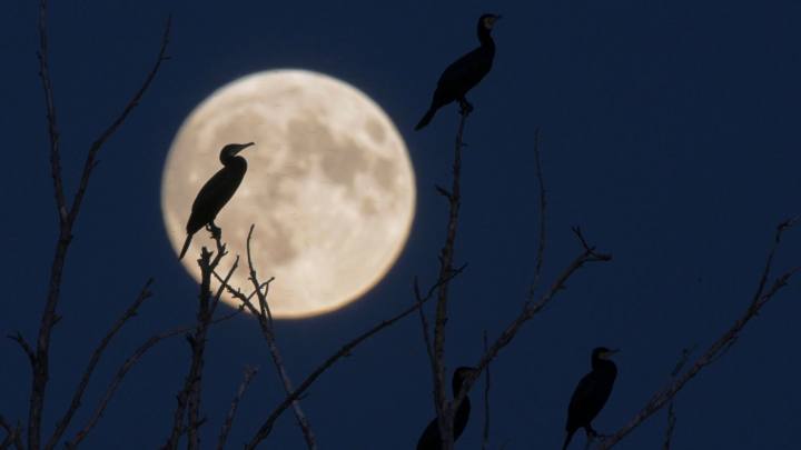 In this photo released by Xinhua News Agency, cormorants are silhouetted against the full moon during the Mid-Autumn Festival in Qiqihar, northeast China's Heilongjiang Province, on Tuesday.