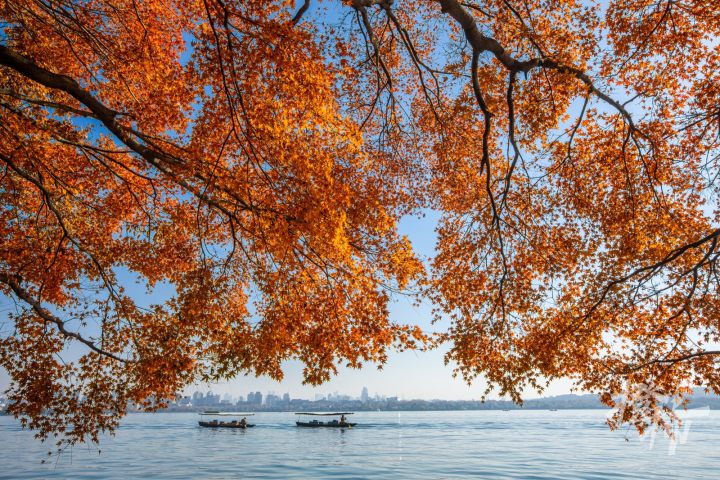 221215czq08 西湖边“枫”景绝美。 记者 陈中秋 摄.jpg