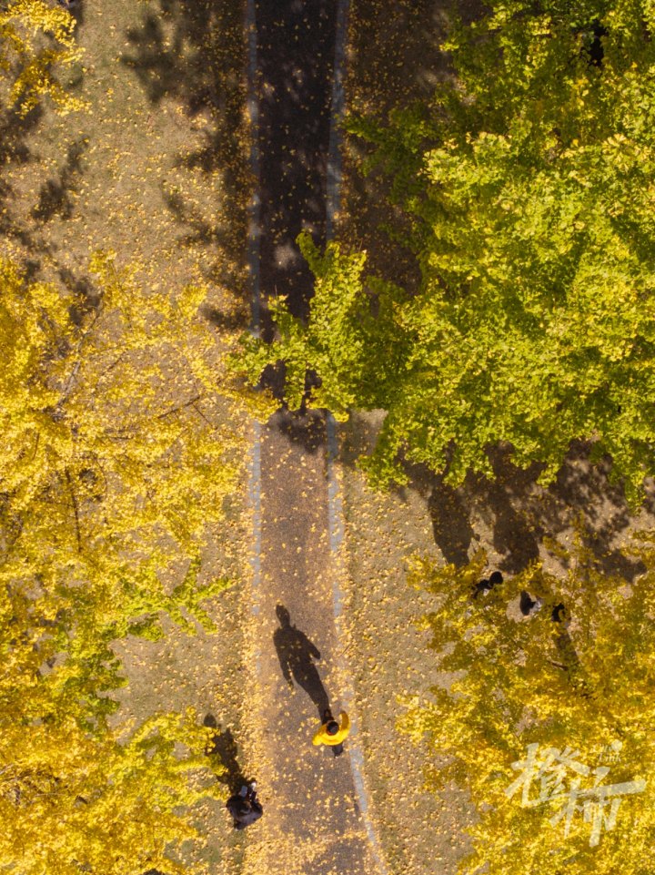 银杏DJI_20241127123306_0058_D.jpg