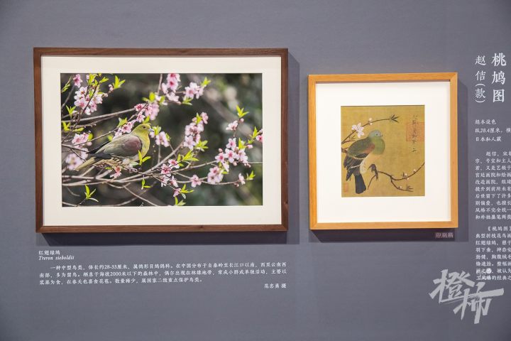 241108czq31 浙江省博物馆之江馆区，“问羽：宋代的自然与艺术世界”展览。 记者 陈中秋 摄.jpg