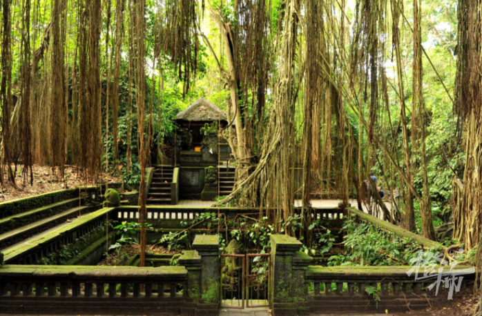 巴厘岛4.png