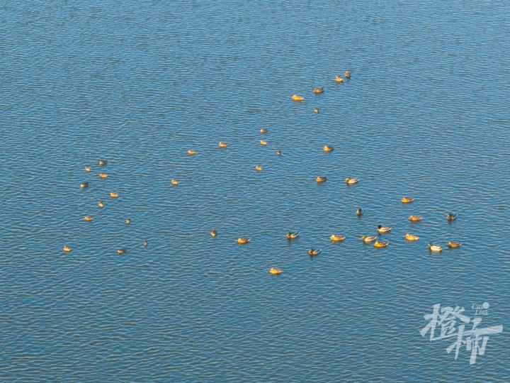 湿地鸟DJI_20241129070419_0059_D增强.jpg
