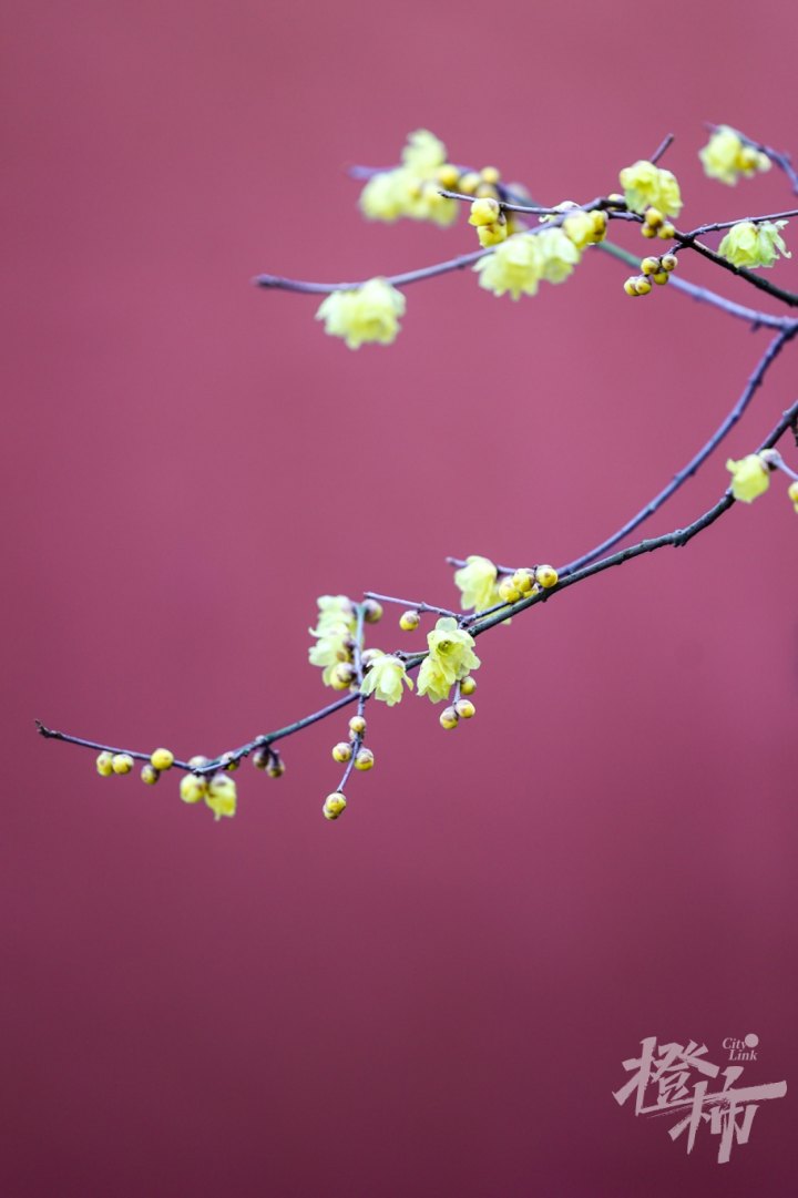 蜡梅GE5A3553_xy_xy.JPG