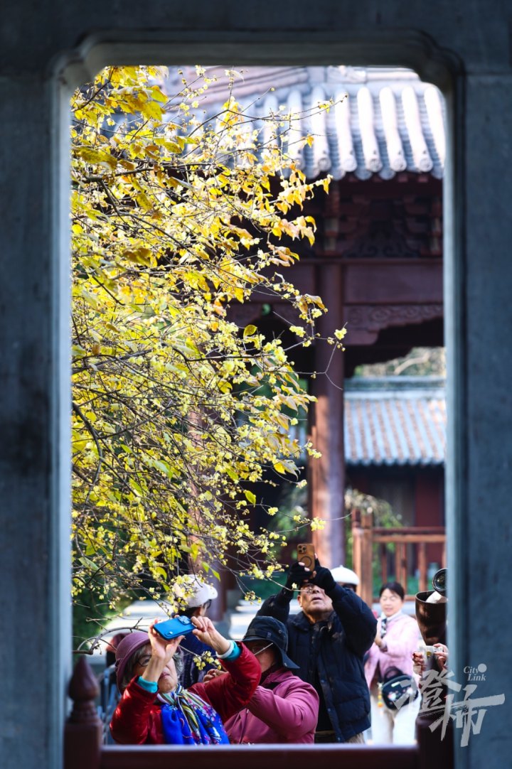 蜡梅GE5A3583_xy.JPG