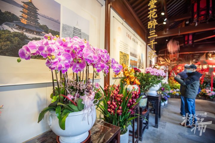 250123czq13 昨天，2025“陌上花开迎春归”西湖迎春花展在西湖景区钱王祠开幕。 记者 陈中秋 摄_调整大小.jpg