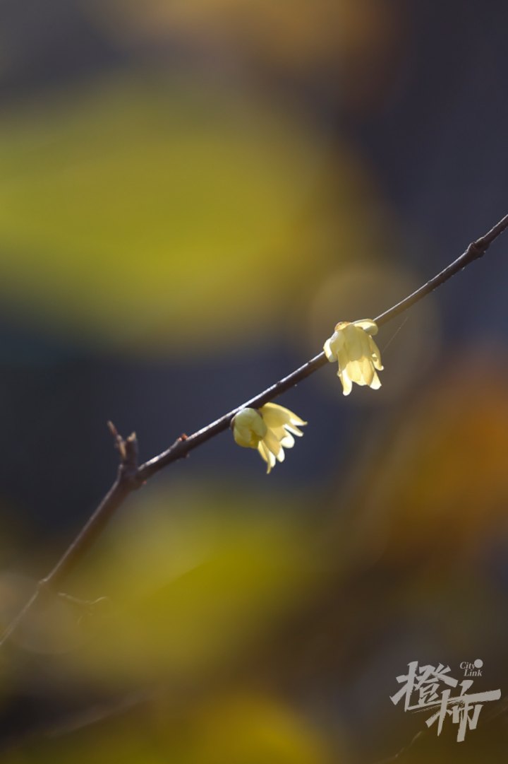 蜡梅GE5A3487_xy_1.JPG