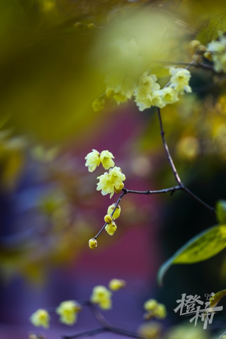 蜡梅GE5A3576_xy.JPG