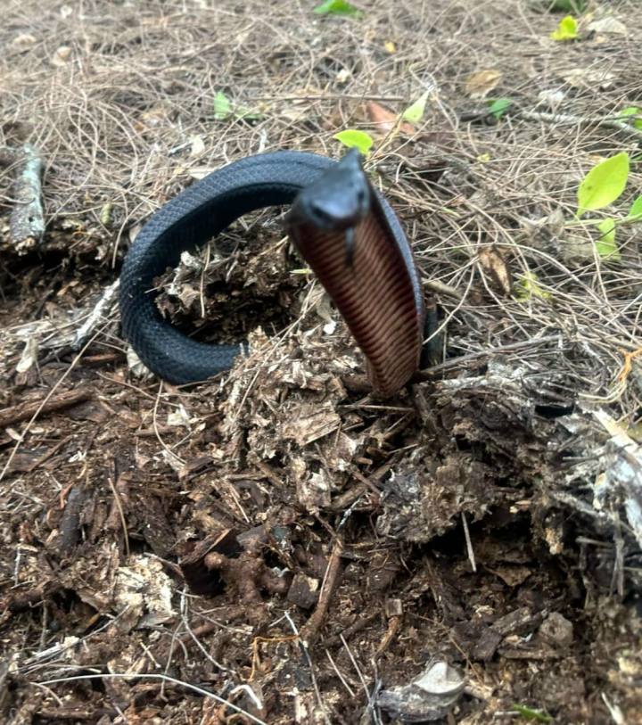 The snakes will now be released in a national park.