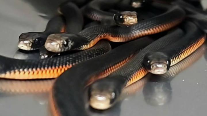 Five adult snakes and 97 newborns were recovered from the garden.